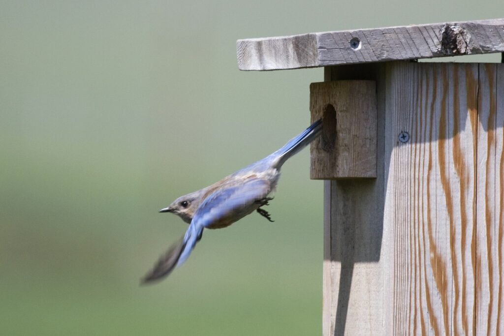 one of a pair of Western Bluebirds flying out of its nest box