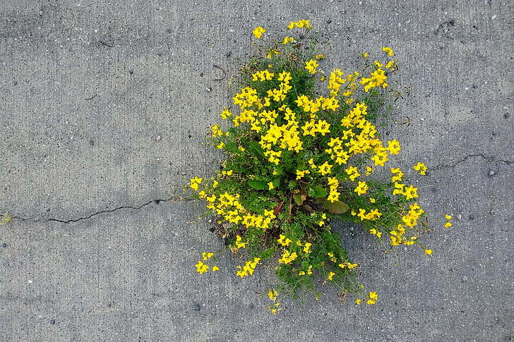 small yellow flowers growing through a crack