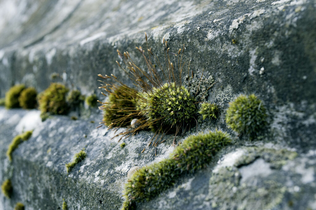 moss growing on concrete